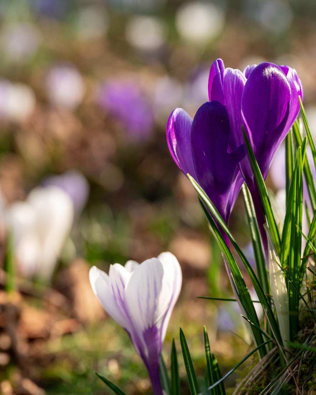 A Fresh Chapter at Howard Court Care Home